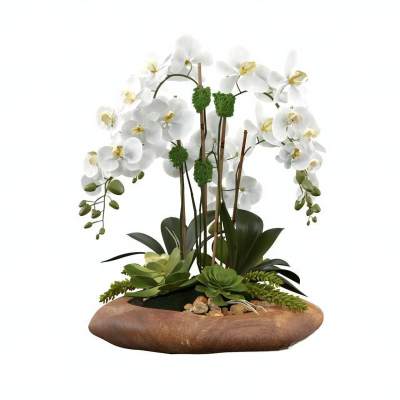 北欧植物 绿植 盆栽